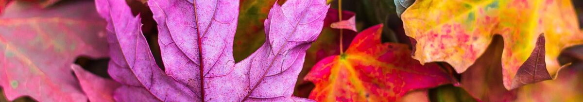 Buntes Herbstlaub